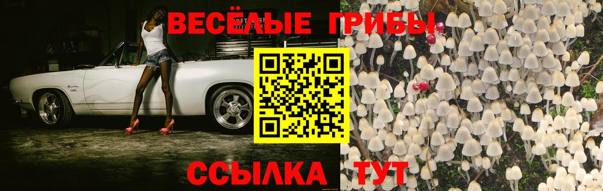 Псилоцибиновые грибы GOLDEN TEACHER  Галлюциногенные грибы Psilocybine cubensis  Тейково  Вход с VPN 